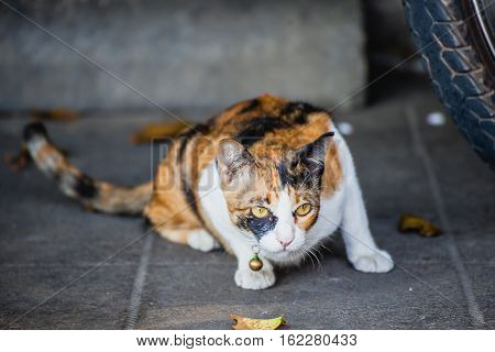 Portrait of Tabby catCat 3 colors Black white yellow
