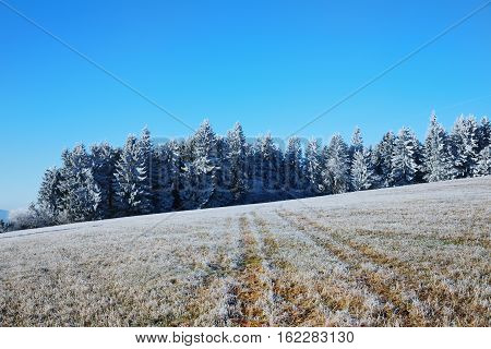 The first rays of the sun on the meadow. Cold morning in Sumava National park hills and trees in the fog and rime misty view on czech landscape blue winter scene. Winter landscape with trees with frost. Roast winter landscape frosted trees in the meadow.