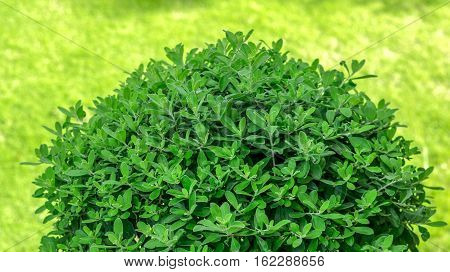 Shaped grass circle design for landscape display.