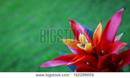 Garden fresh flowers with red and yellow petals
