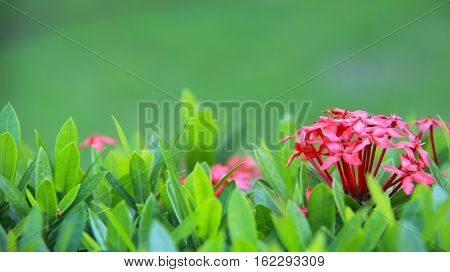 Fresh green plants watered early in the morning