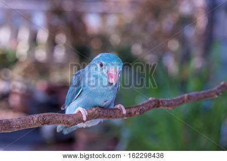 The Blue Forpus Chick on the branch