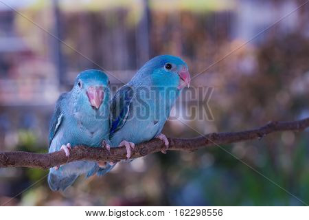 The Blue Forpus Chick on the branch