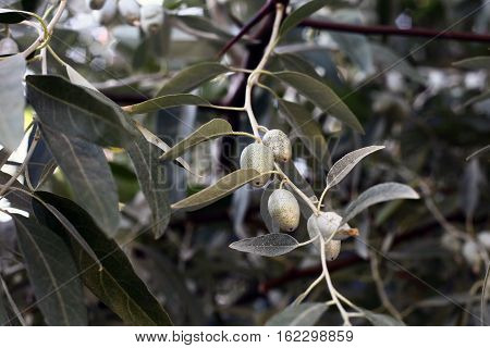 Olive tree and olives in Zeytinbagi, Mudanya, Bursa