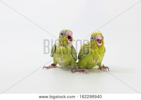 Pastel Green Forpus Bird Chick