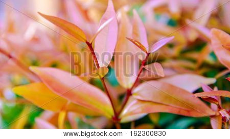 Small plant that grows in our garden