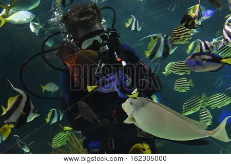 Colorful Fish in Water in an Aquarium