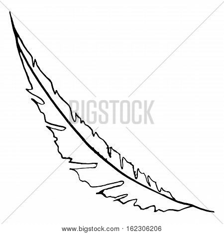 Monochrome black and white bird feather vector sketched art