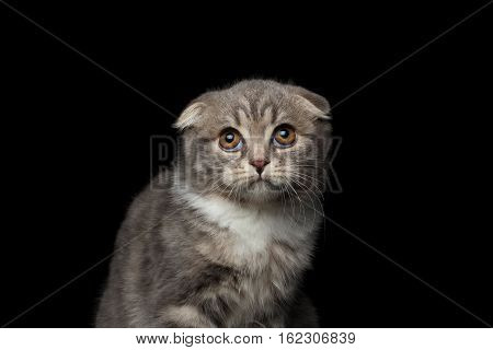 close-up cute little kitty scottish fold breed with tabby, pityful looking up on isolated black background