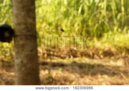 Spider Traps Prey In Longan Plantations