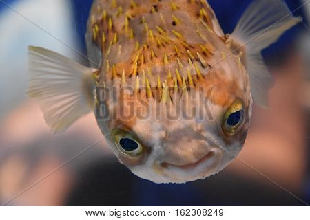 Colorful Fish in Water in an Aquarium