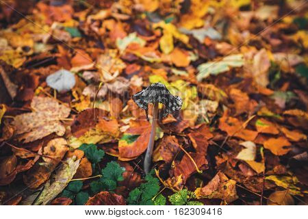 Coprinopsis Picacea Mushroom In The Forest