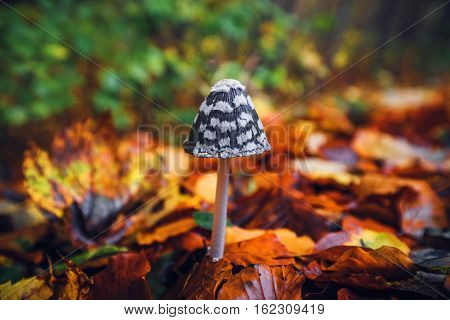 Coprinopsis Picacea Mushroom In The Autumn