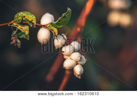 White Snowberries On A Branch