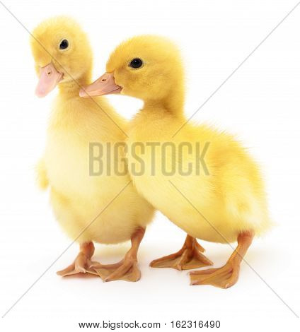Two yellow ducklings isolated on white background.