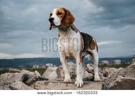 Beagle dog standing proudly on the rock and looking at the sunset.