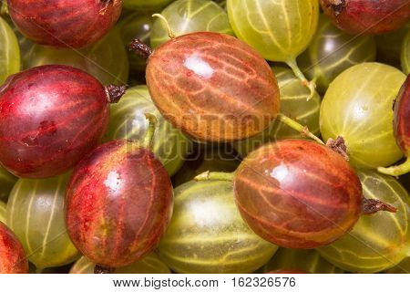 Fresh gooseberries making full frame background. close-up