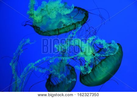 Pacific Sea Nettle in Water in an Aquarium