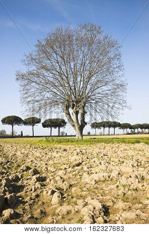 Isolated plane tree in a plowed field - (Tuscany countryside - Italy)