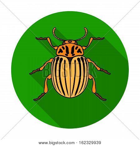 Colorado beetle icon in flat design isolated on white background. Insects symbol stock vector illustration.