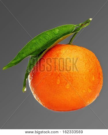 Ripe mandarin with leaf close-up on grey gradien background. Tangerine orange with leaf on grey background.