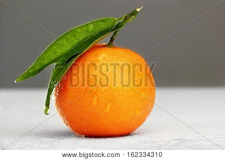 Ripe mandarin with leaf close-up on grey gradien background. Tangerine orange with leaf on grey background.copy space.Water drops on background