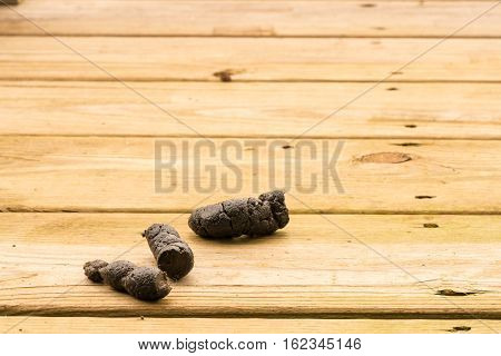 Dog poop left on the wooden boards of an outside deck or patio