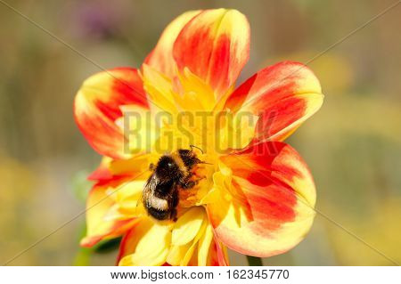 Bee collecting pollen from dahlia in a park