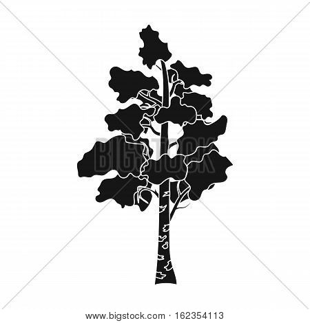 Birch tree icon in black design isolated on white background. Russian country symbol stock vector illustration.