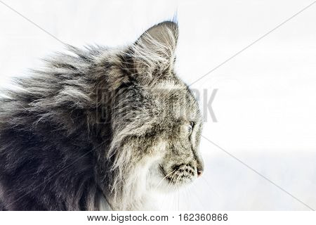 maincoon cat looking out window from her warm home