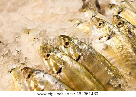 Freshly catch fish in supermarket. Big eye yellow fish