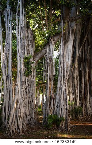 Large Banyan trees behind Iolani Palace in downtown Honolulu Hawaii