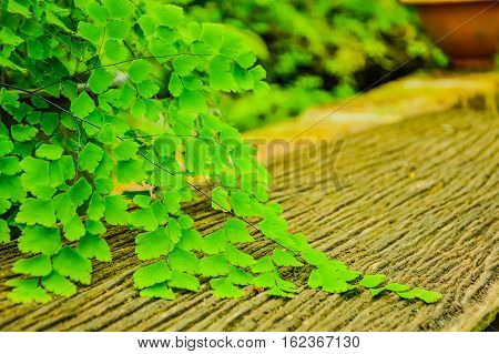 Black Rod fern is native to tropical America. A weed or invasive species in nature in tropical Asia. Thailand is more common in the south. Based on the open air in the tropical rain forest and swamp.