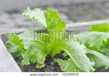 Lactuca sativalettuce in the vegetable gardencos lettuce