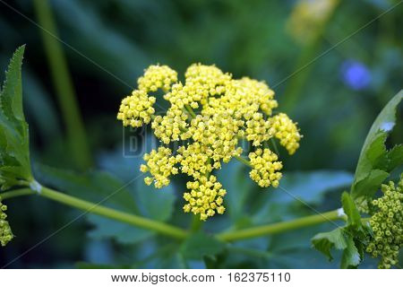 The inflorescence of a wild parsnip (Pastinaca sativa) blooming in Joliet, Illinois during May.
