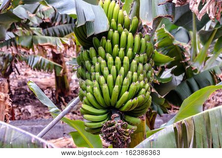 Bunch Of Bananas