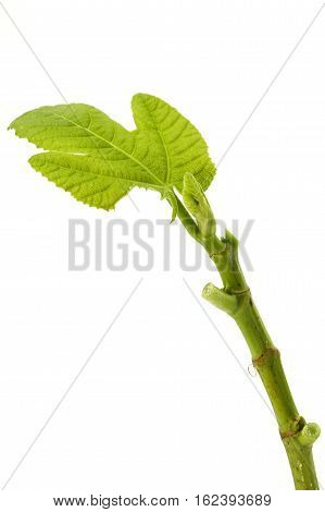 Fig leaf isolated on a white background