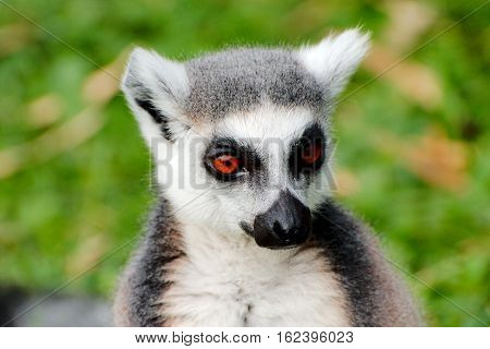 Cloeup view of a Ring tailed Lemur