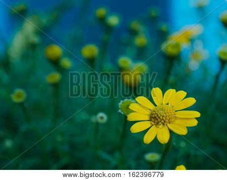 Close up water drop on carpel daisy beautiful yellow flower for spring background. selective focus.