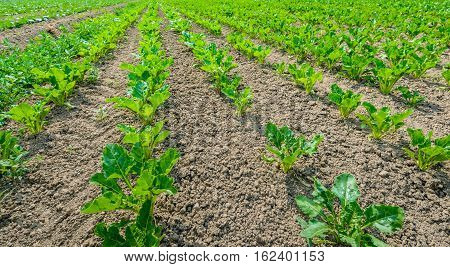 Closeup of young sugar beet plants in converging long lines growing in the recently cultivated soil of a Dutch polder. It is a sunny day at the beginning of the summer season.