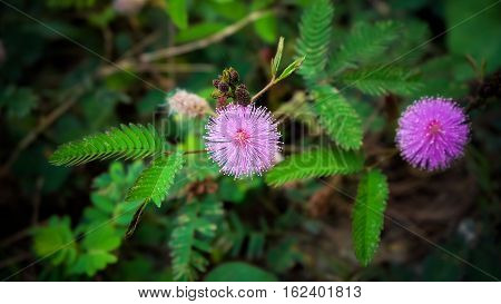 Purple Sensitive Flowers With Its Leaves On the Ground