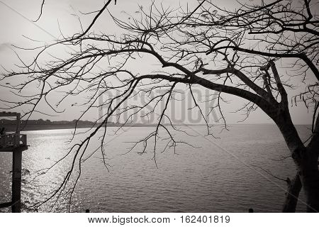 Dead Tree On Ocean Background In Black and White