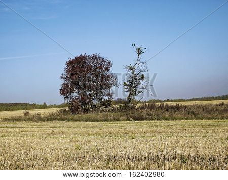 Mown field of wheat in Russia, Tula Oblast