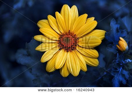 เดซี่