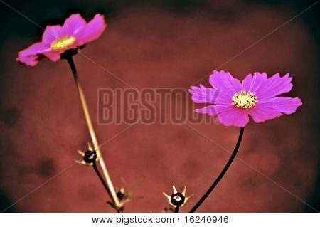 daisies