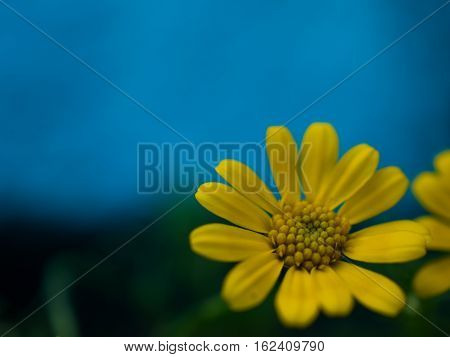 Close up water drop on carpel daisy beautiful yellow flower for spring background. selective focus.