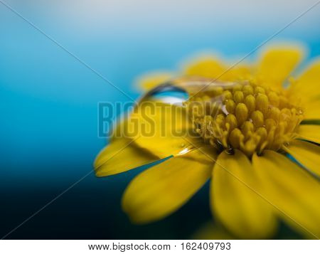 Close up water drop on carpel daisy beautiful yellow flower for spring background. selective focus.