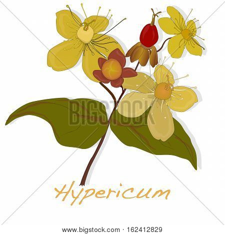 Hypericum Flower