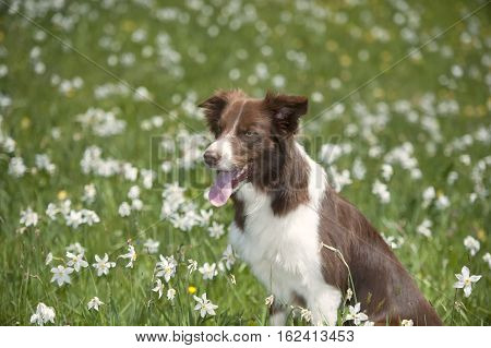 Border collie in daffodil field.
Brown border collie sitting in daffodil field. Photography of a dog surrounded with narcissus flowers.