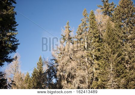 Coniferous trees in forest.
Larch trees without needles and spruce trees in winter time.